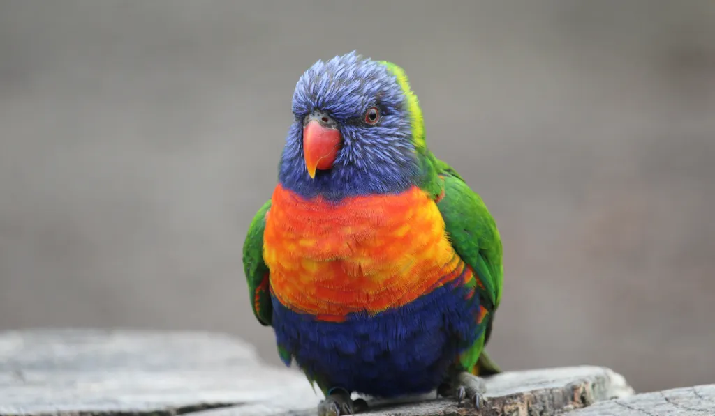 Chessington World of Adventures