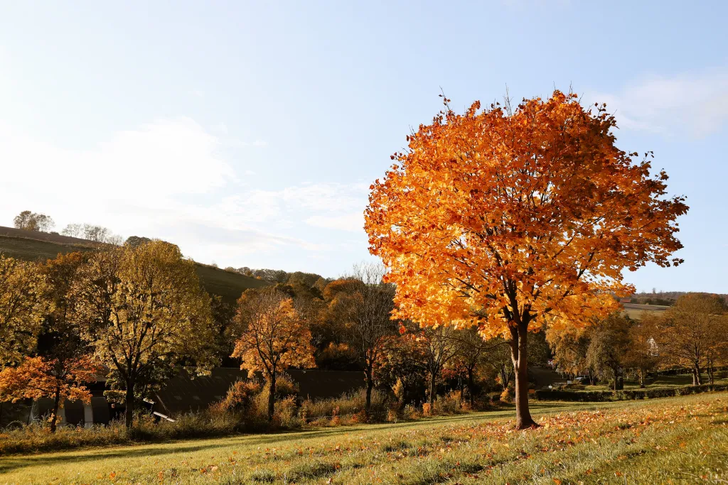 A vivid orange maple tree in full autumn colour stands in a green field, with rolling hills and further autumn-toned trees in the background under a pale blue sky.