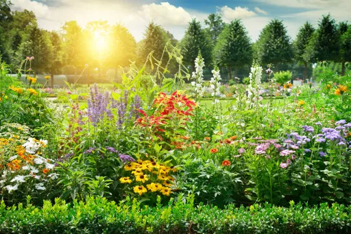A vibrant garden filled with various flowers in different colours, with sunlight shining through trees in the background.