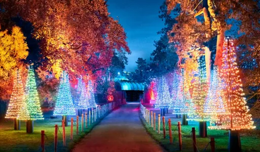 Pathway lined with brightly lit trees and colourful foliage under a night sky.