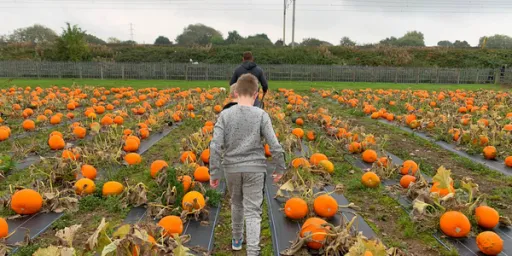 A person walks through a pumpkin patch filled with orange pumpkins and green leaves under a cloudy sky.