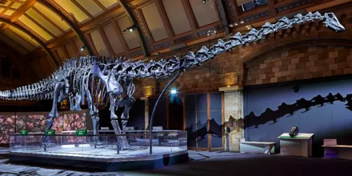 A large dinosaur skeleton displayed in a museum, with a glass case and dim lighting highlighting its features.