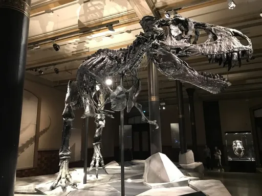 A large dinosaur skeleton displayed in a museum, with a dark background and spotlights highlighting its features.